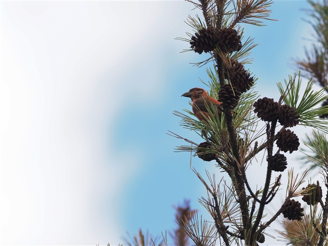 CXJ,Red Crossbill